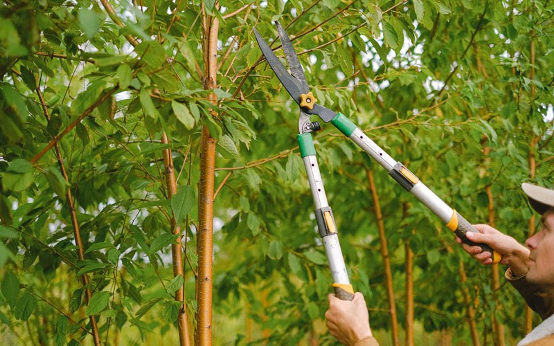 Tree trimming in Prairie Du Chien, WI